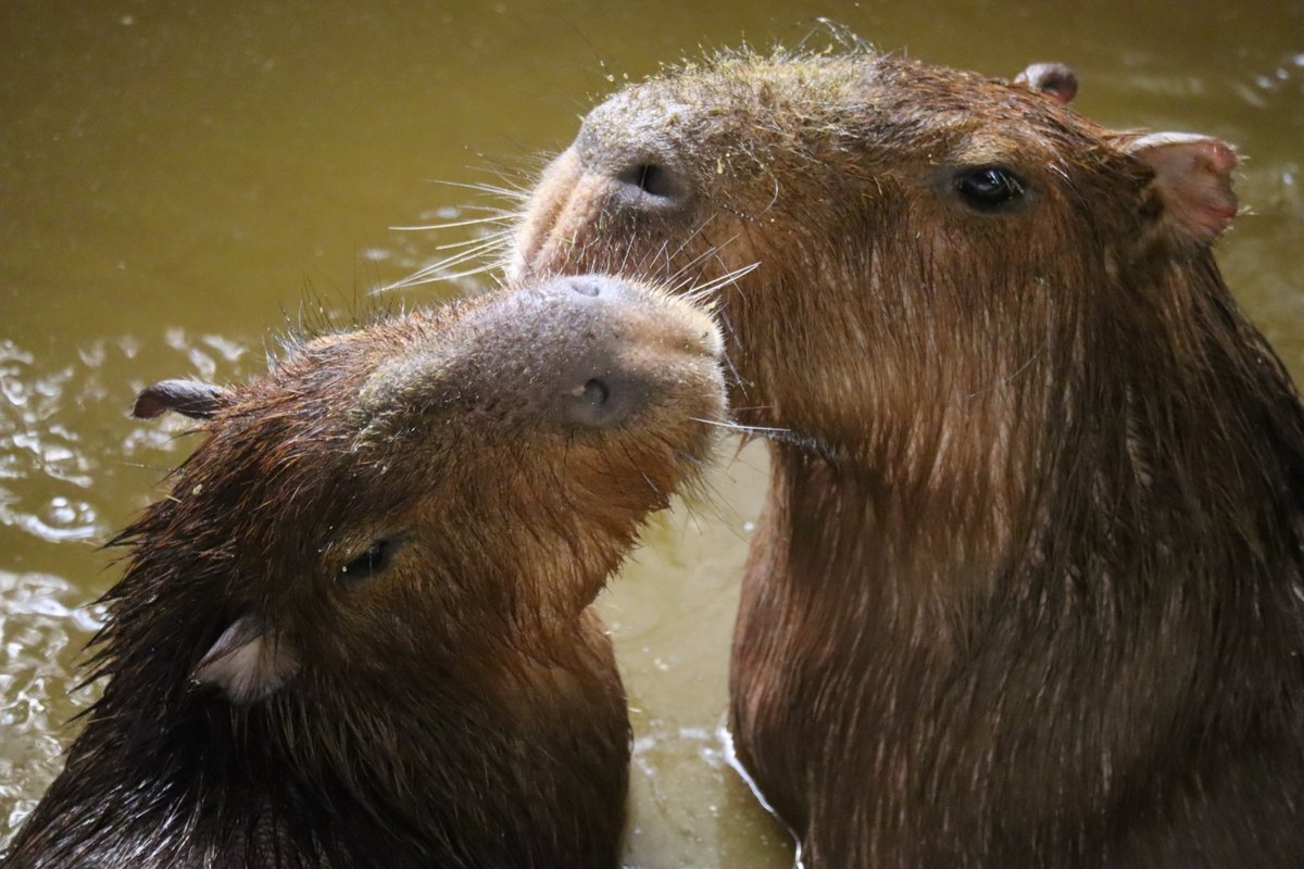 寄り添うカピバラの写真。ディープキスの距離感や気持ちを考えるイメージ