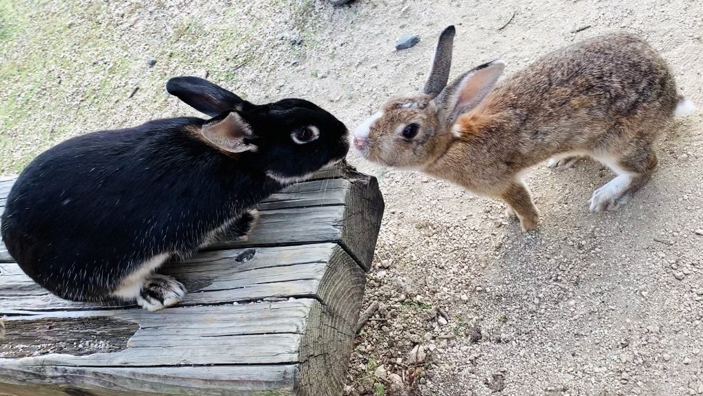 向かい合い鼻先を近づける2匹のうさぎの写真