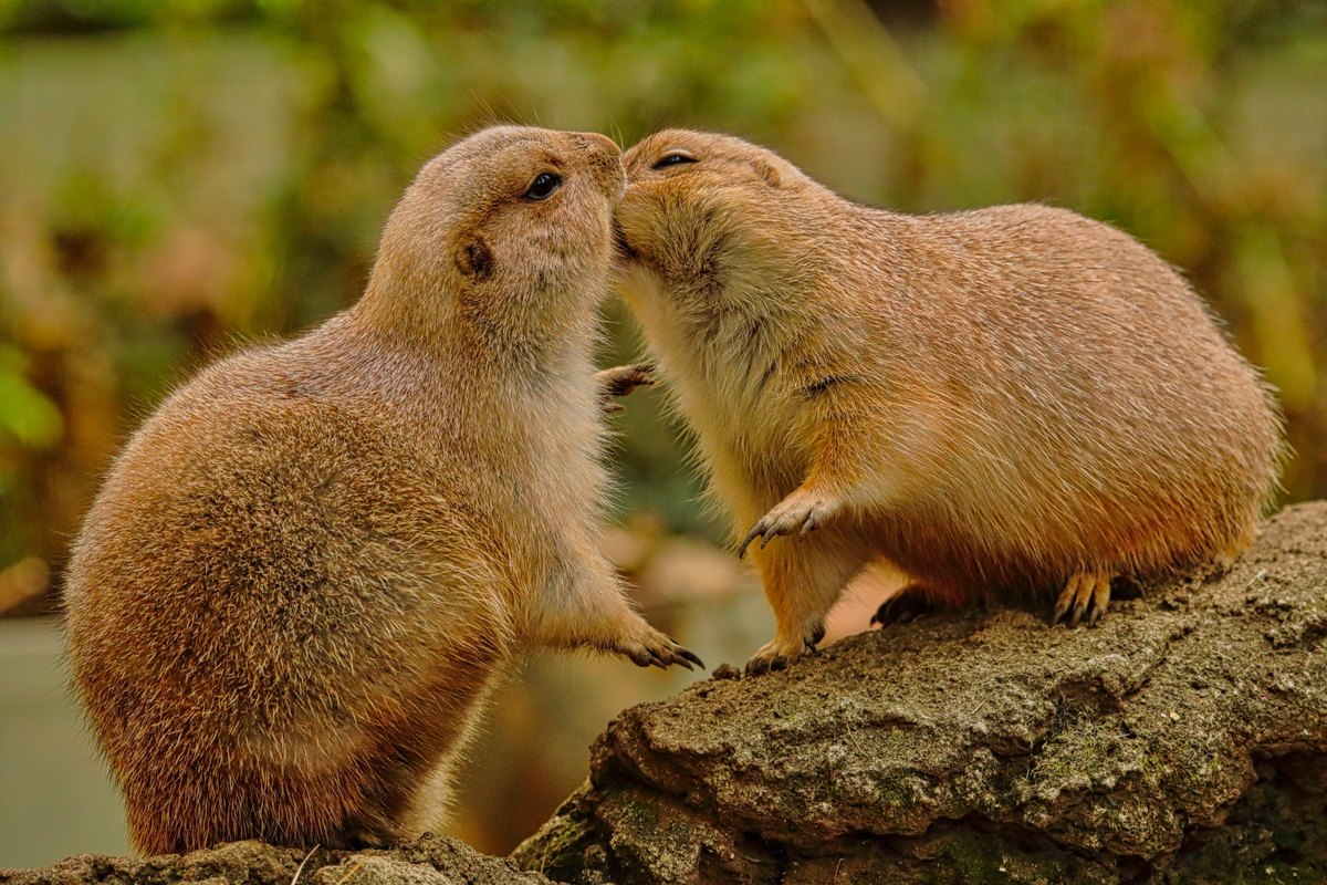 鼻先を寄せ合うプレーリードッグの写真。ディープキスの前に気持ちやタイミングを確かめるイメージ